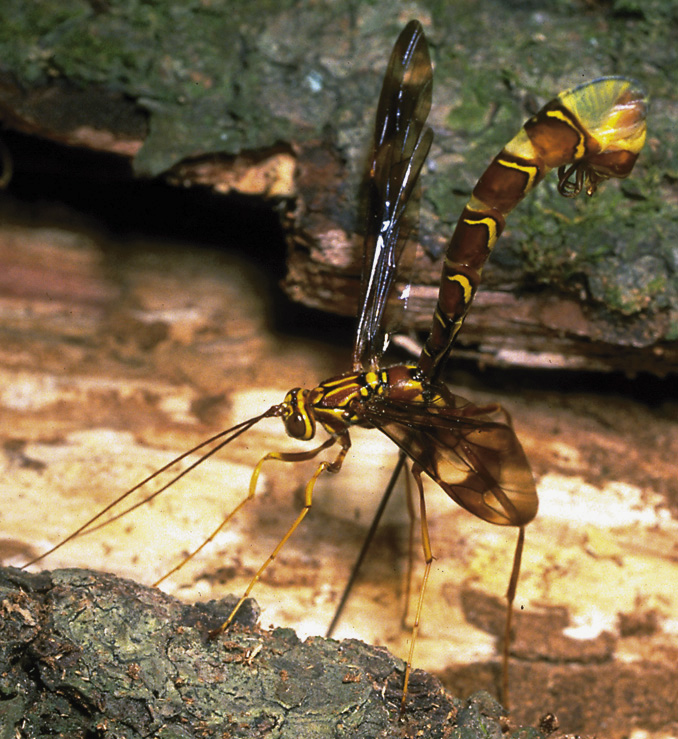 Ichneumons