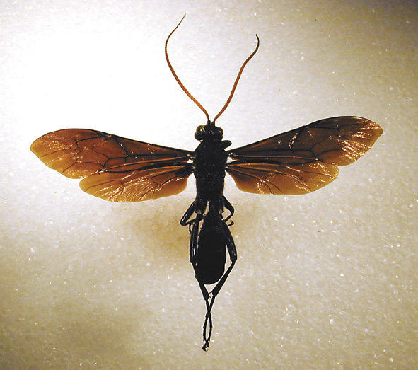 Ichneumons