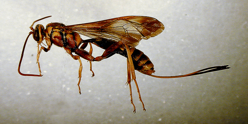 Ichneumons