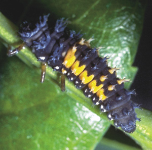 Picture of lady beetle larva