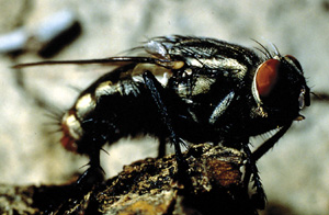 Picture of Flesh Fly