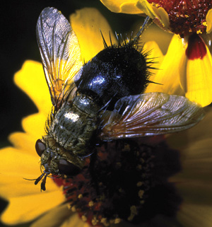 Picture of Adult trachinid Fly