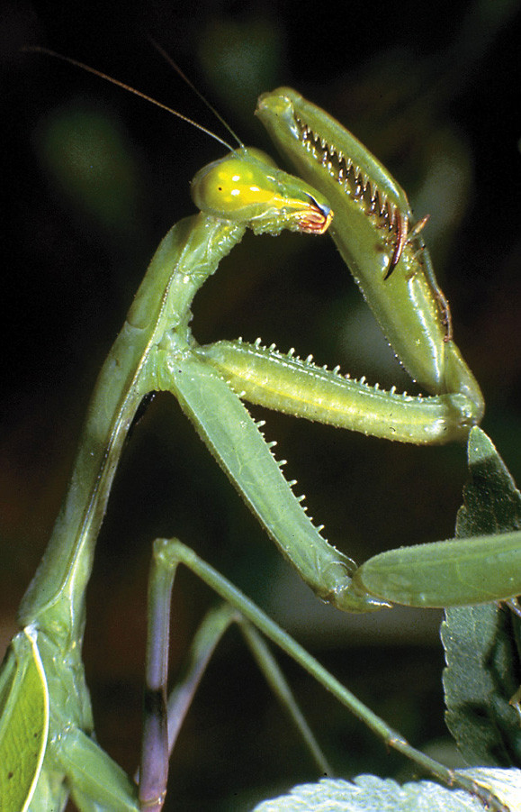 Praying mantid