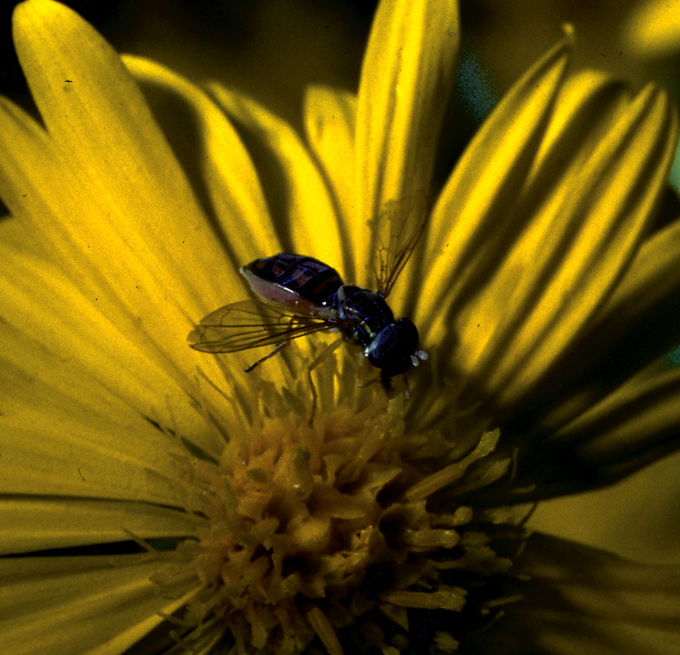 Flower fly