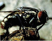 Image of Parasitic flies