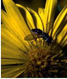 Image of Syrphid flies or flower flies