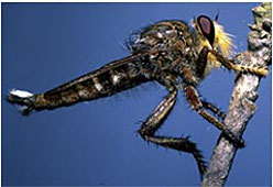 Image of Robber Flies