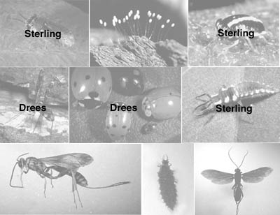 Picture of Beneficial Insects Photo credits page1