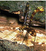 Ichneumons