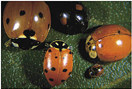 Convergent lady beetle