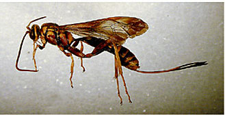 Ichneumons