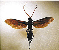 Ichneumons