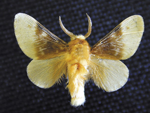 Picture of Flannel Moth