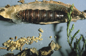 Picture of Bagworm></a><br>
<center><font size=-2></font></center>
<br>
<a href=