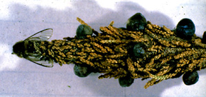 Picture of Male bagworm