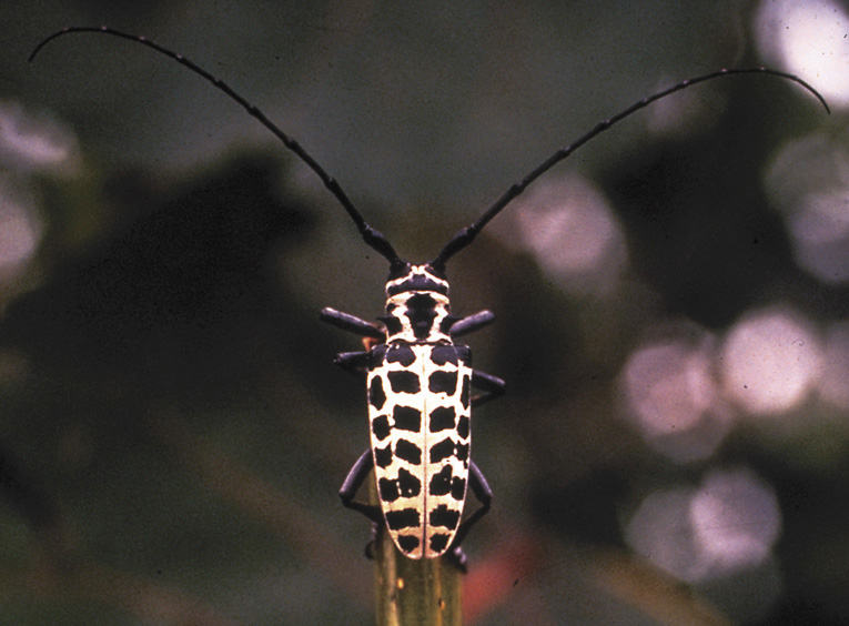 Cottonwood Borer