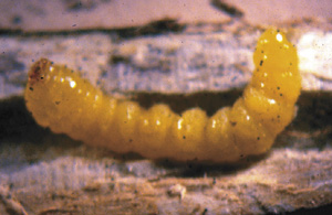 Picture of the Longhorned wood borer larva