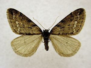 Picture of Adult Cankerworm