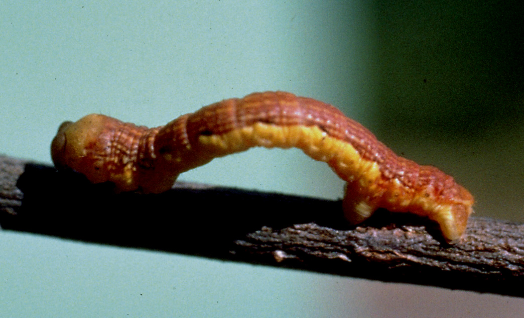 Spring cankerworm