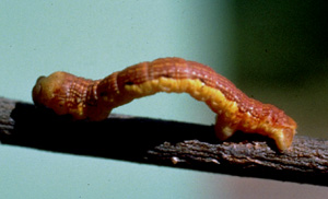 Picture of Spring cankerworm