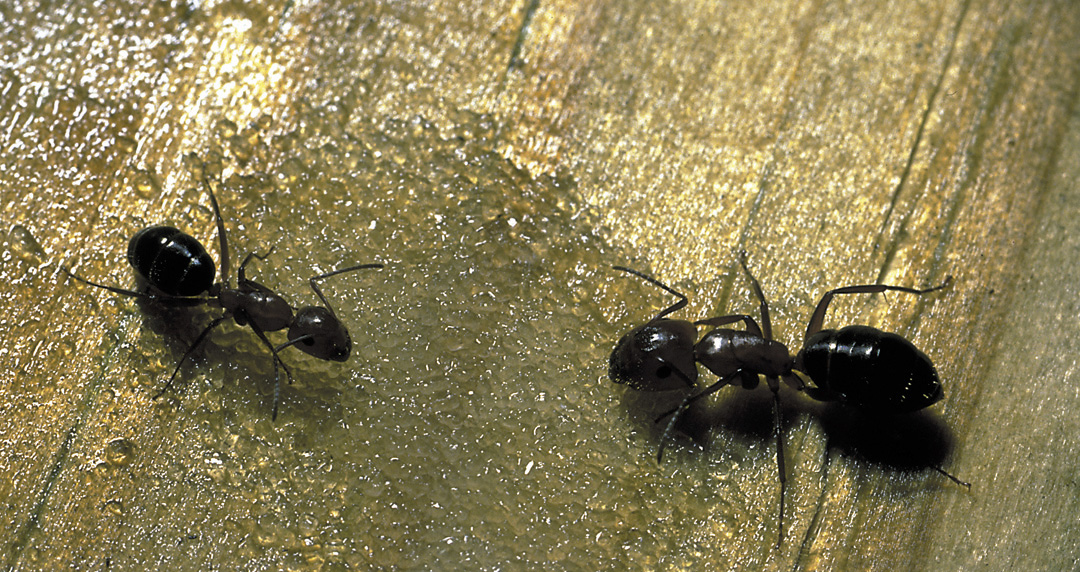 Carpenter Ants