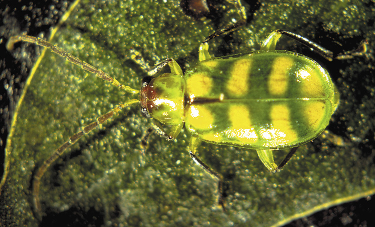 banded Cucmber Beetle