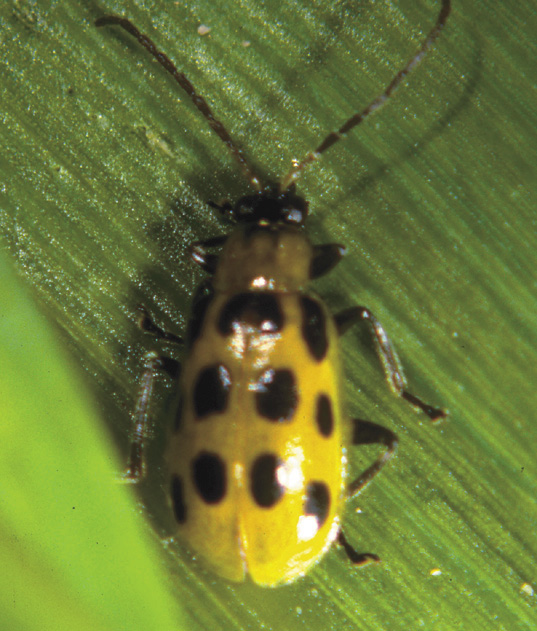 Twelve Spotted Cucumber Beetle