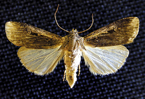 Picture of Granulate Cutworm