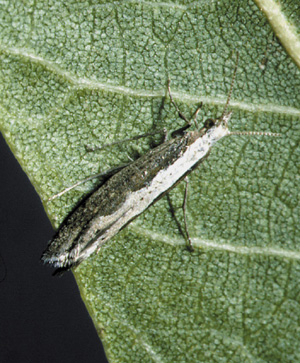 Picture of Diamondback moth