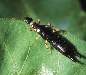 Picture of an earwig