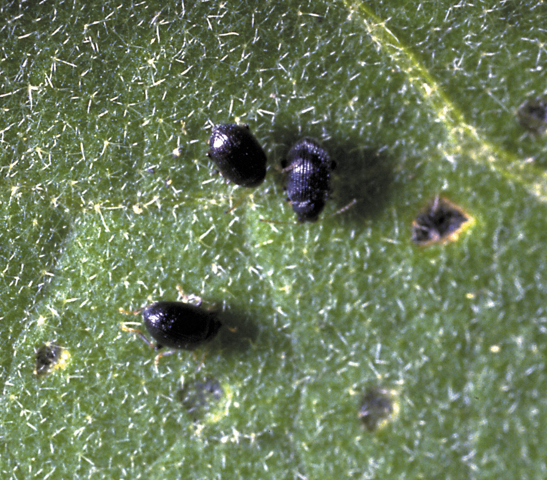 Picture of Flea Beetles