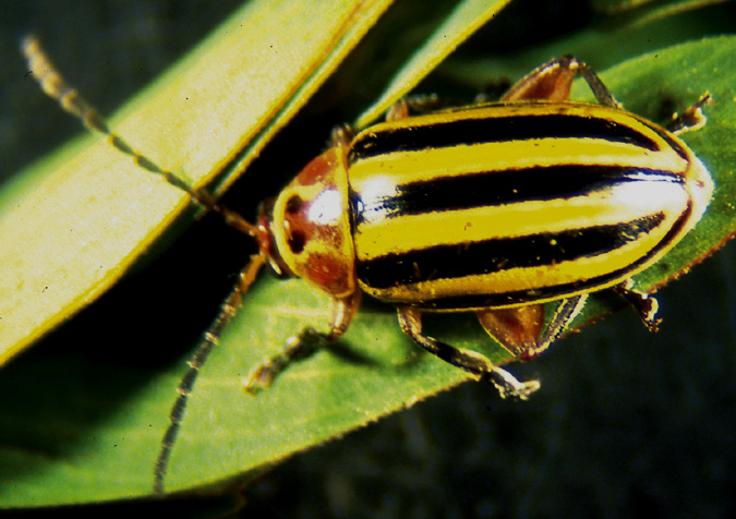 Flea beetle