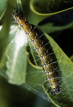 Picture of Genista Caterpillar