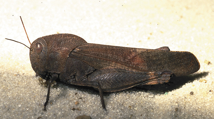 Banded-winged grasshopper