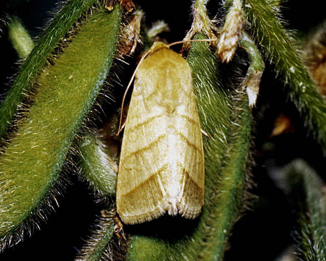 Tobacco hornworm