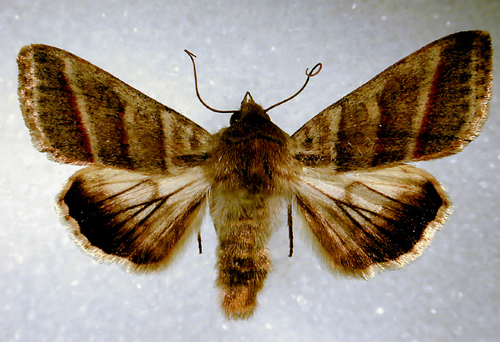 Adult Tobacco Hornworm