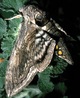 Tomato Hornworm