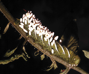 Picture of a Tomato hornworm with Parsitic Wap Eggs on his back