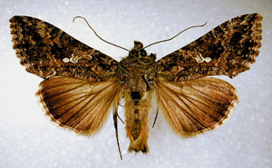 Picture of Adult Cabbage Looper