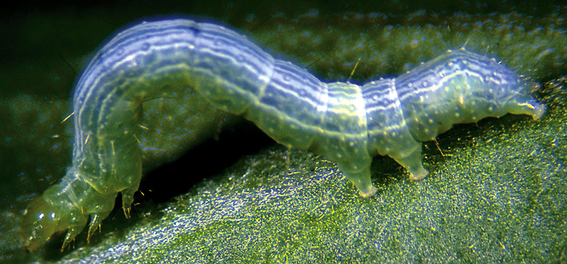 Adult Cabbage Looper