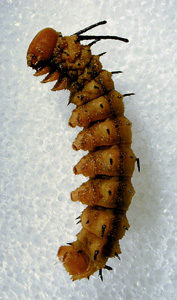 Picture of a Greenstriped Mapleworm