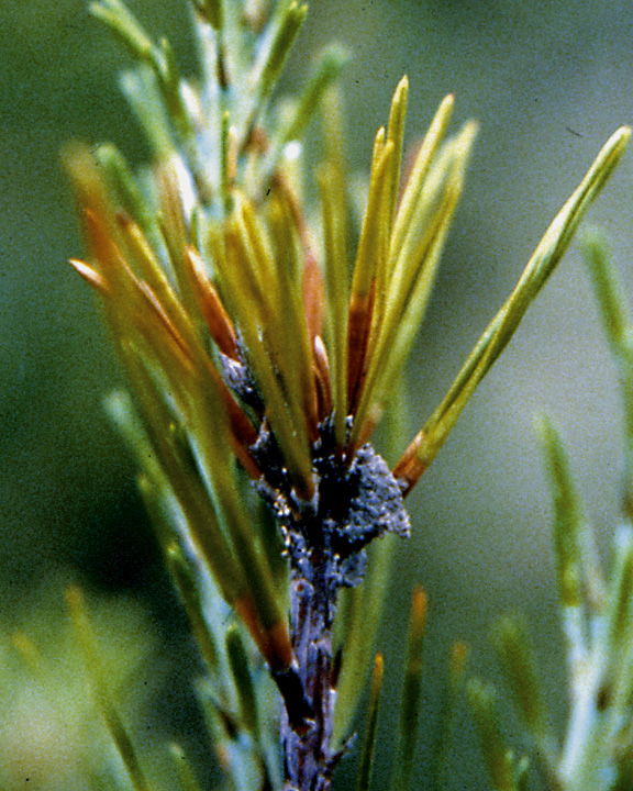 Damage fromNantucket Pine Tip Moth