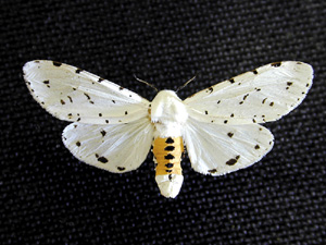 Picture of an Adult Saltmarsh Caterpillar