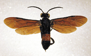Picture of Adult Sawfly
