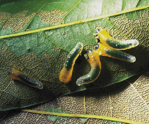 Picture of Sawfly larva