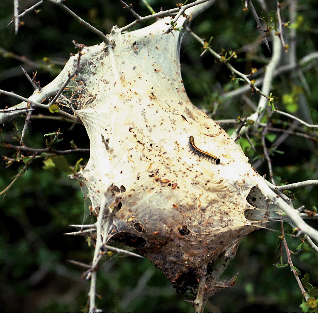 Tent Caterpillar