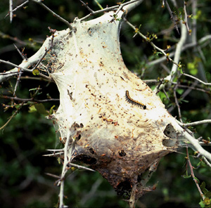 Picture of Tent Caterpillar