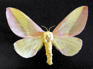 Picture of Tussock Caterpillar