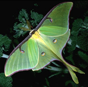 Picture of Tussock Moth