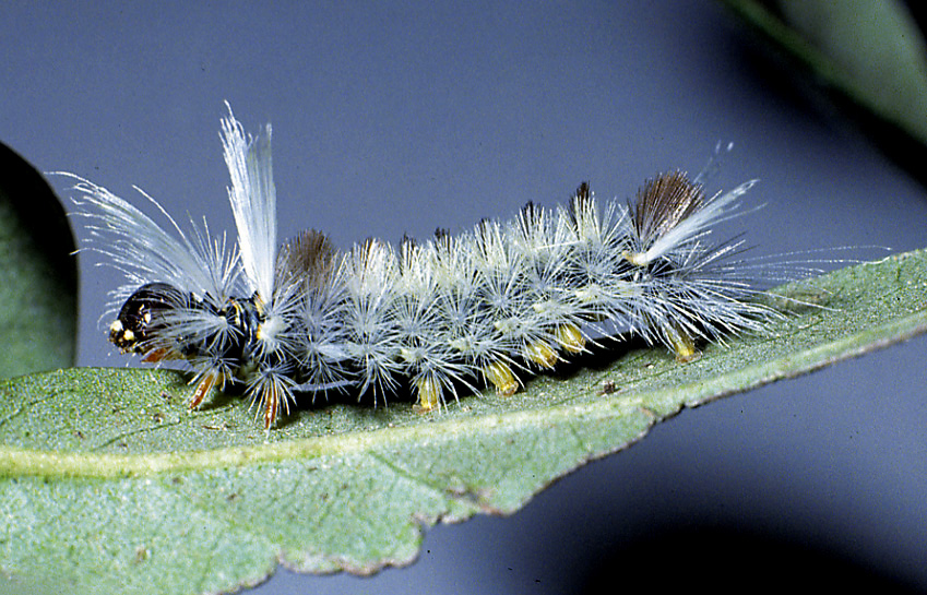 whitemarked Tussock Moth